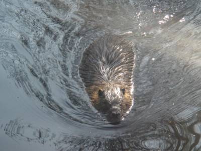 Nutria-Glück in der sauberen Briese